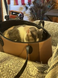 notary el paso county mobile notary loan signing agent colorado 